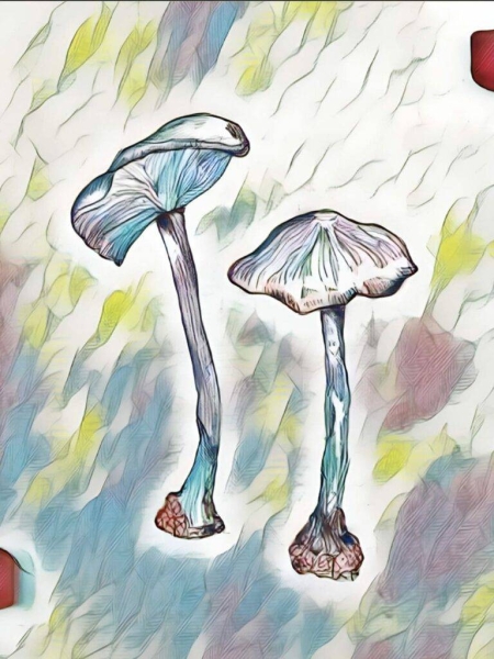 Restaurant Le Golfe - ZONZA - Restaurant plage Pinarello - top restaurant ZONZA